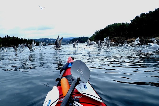 2- hour kayak trip on the Oslo Fjord - Bygdøy Peninsula and the coastal route