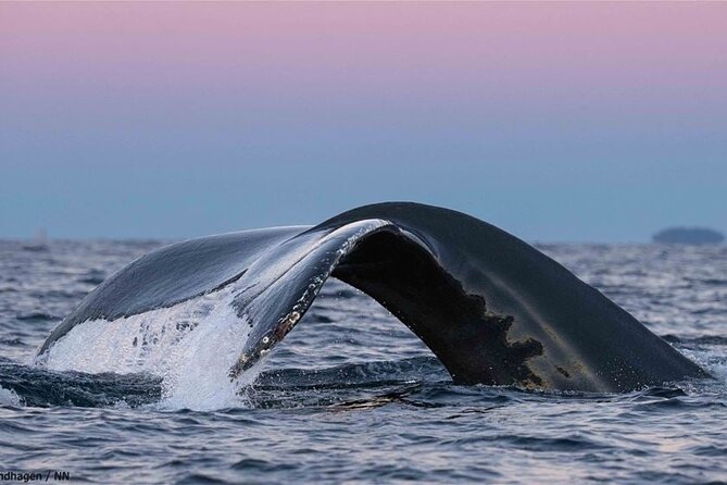 24hr Northern Lights & Whale Watching Cruise - The return to Tromsø at about 7 PM