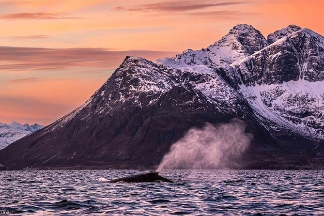 24hr Northern Lights & Whale Watching Cruise - Is $1,214.12 a fair price?