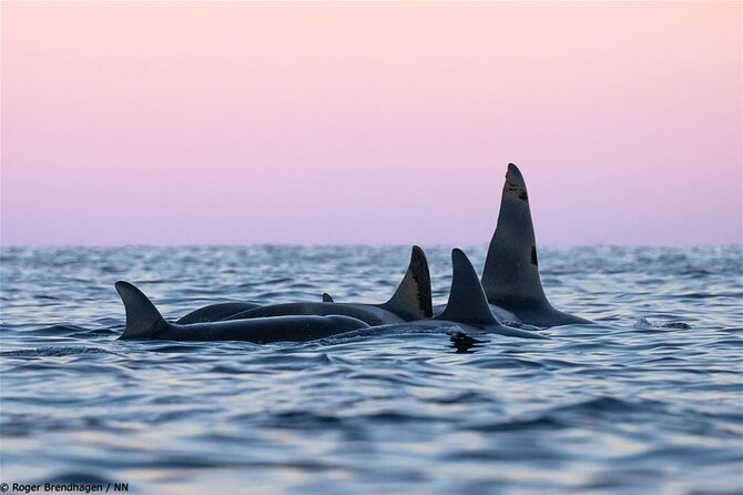 24hr Northern Lights & Whale Watching Cruise - A warm cabin and a night on the water