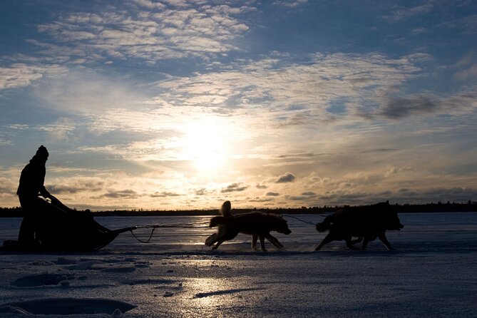 4hr Dog Sledding Tour under the Northern Lights - Who will enjoy this tour most