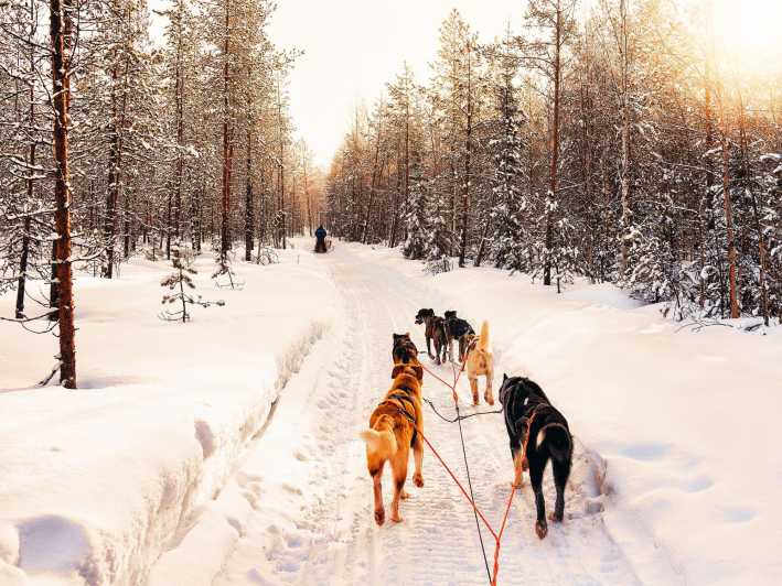 4hr Dog Sledding Trip on Finnmarksvidda - Key points to know before booking