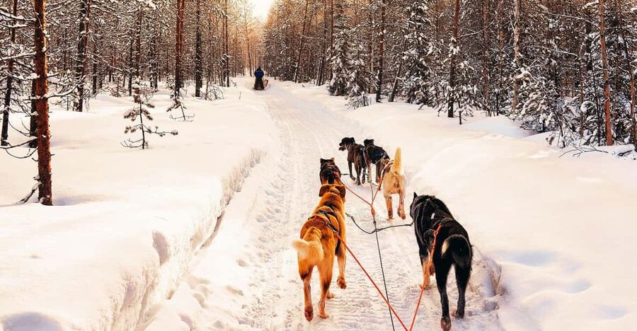 4hr Dog Sledding Trip on Finnmarksvidda - Practical details that can make the day better