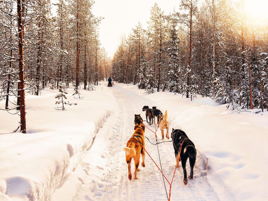 4hr Dog Sledding Trip on Finnmarksvidda - Meeting the huskies before and after the run