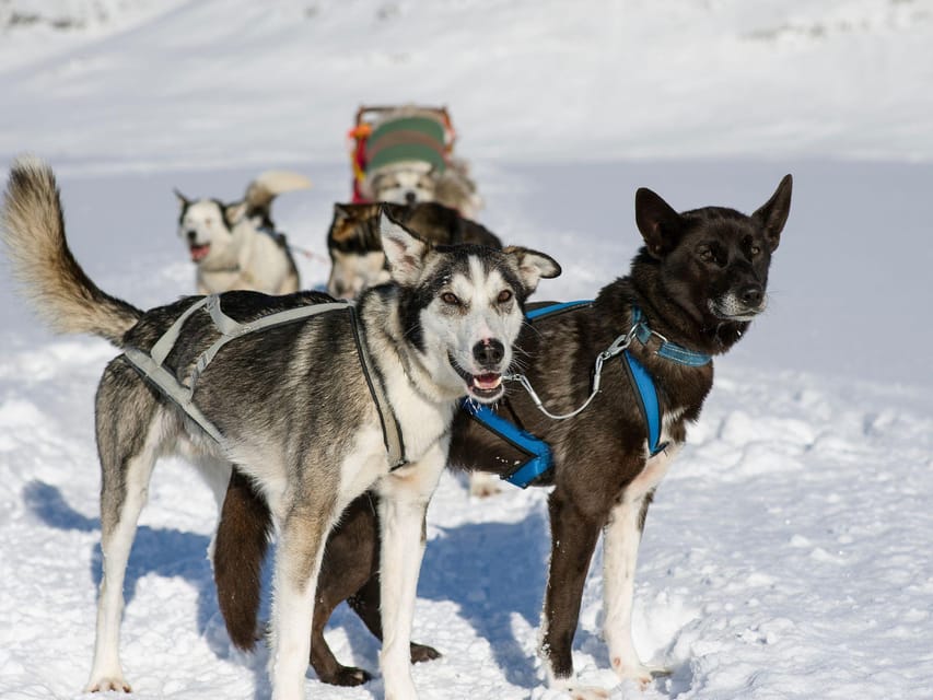 4hr Dog Sledding Trip on Finnmarksvidda - A short run from pine forest to open plateau