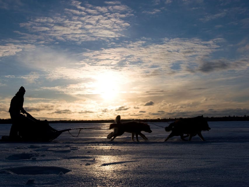 4hr Dog Sledding Trip on Finnmarksvidda - What the shared sled arrangement means