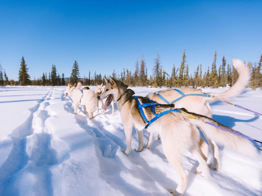 4hr Dog Sledding Trip on Finnmarksvidda - Warming up at historic Gargia Lodge