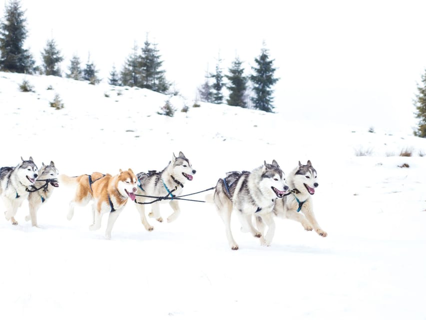 4hr Dog Sledding Trip on Finnmarksvidda - Who will get the most from this outing?