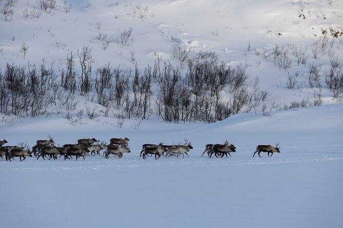 All-Inclusive Arctic Fjords and Sommarøy Scenic Tour - Who will enjoy this Kvaløya tour most?