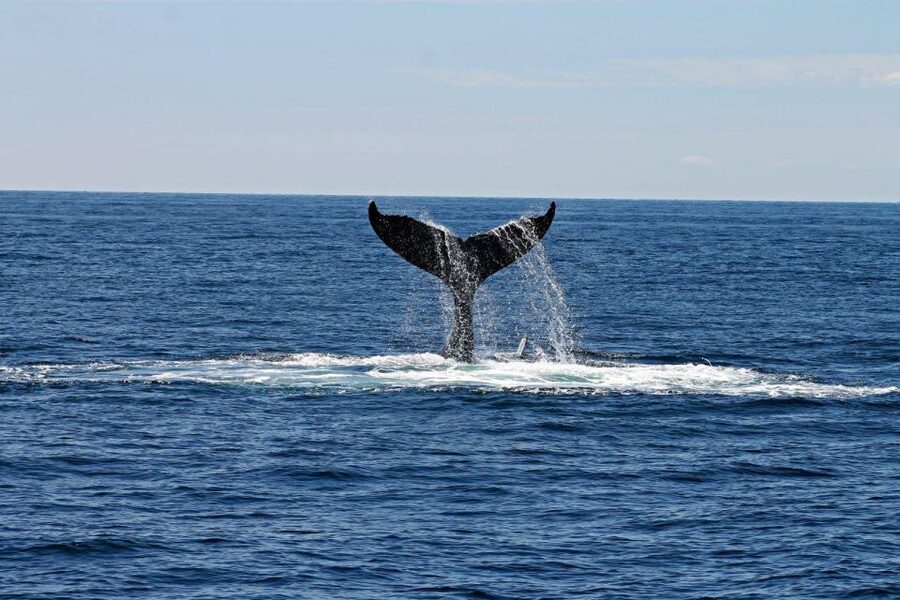 Alta: Alta Fjord Whale Watching Tour - Key points before you book