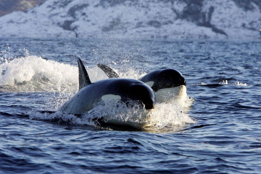 Alta: Alta Fjord Whale Watching Tour - Alta Fjord whale watching: a realistic picture