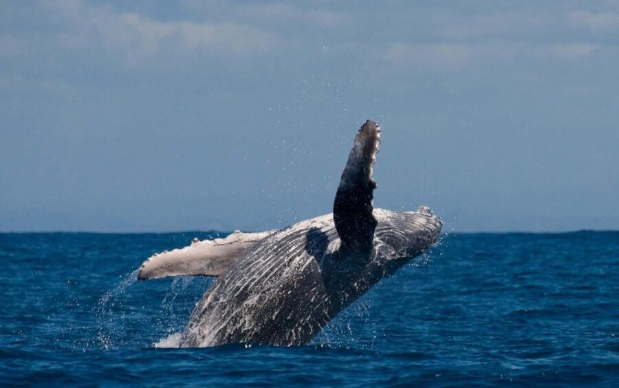 Alta: Alta Fjord Whale Watching Tour - The 15-minute safety briefing