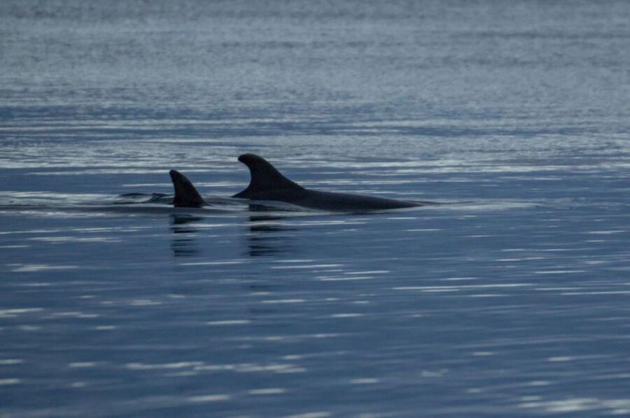 Alta: Alta Fjord Whale Watching Tour - From the blue harbour containers at Fiskerihavna