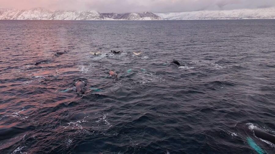 Alta: Altafjord Whale Watching in a Heated Boat - Key points to know before booking