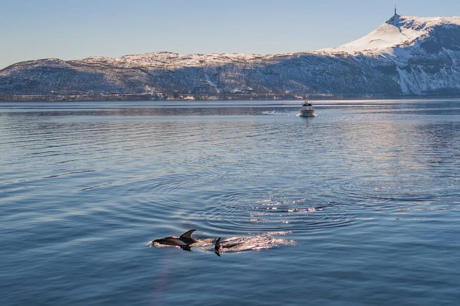 Alta: Altafjord Whale Watching in a Heated Boat - Leaving Alta Harbor aboard Sea Runner
