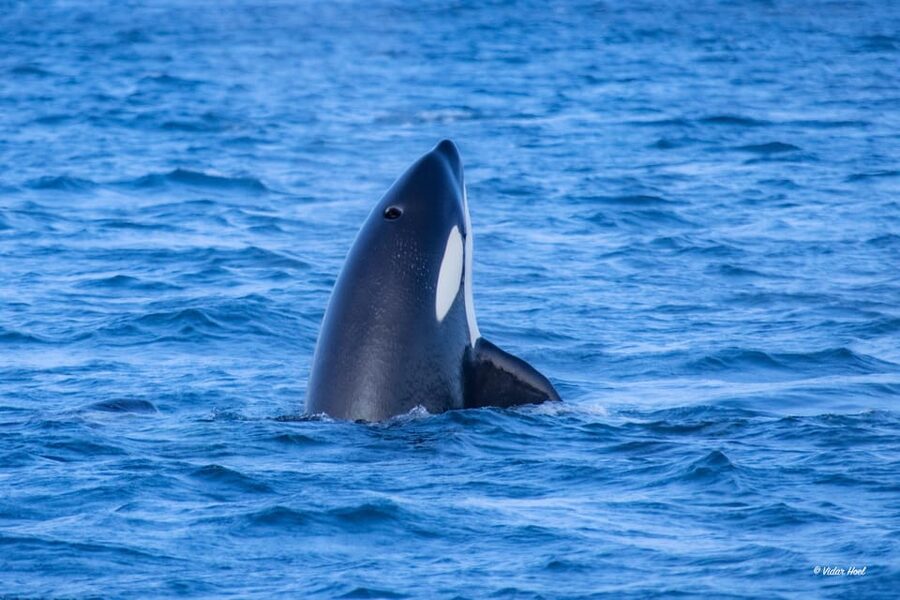 Alta: Altafjord Whale Watching in a Heated Boat - Who will enjoy this Alta whale safari