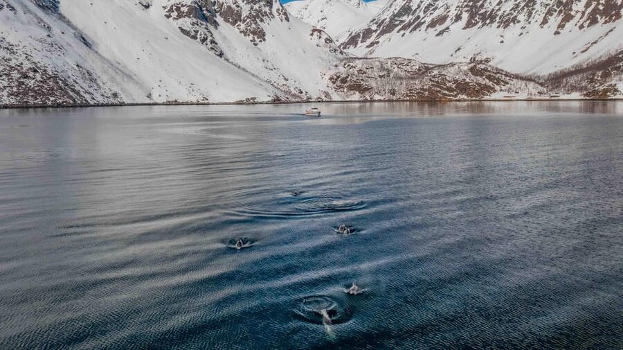 Alta: Altafjord Whale Watching in a Heated Boat - Altafjord views before the whales appear