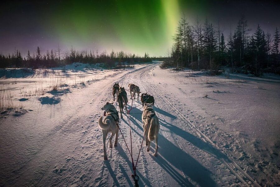 Alta: Dog Sledding Trip under the Northern Lights - Taking the reins in Alta