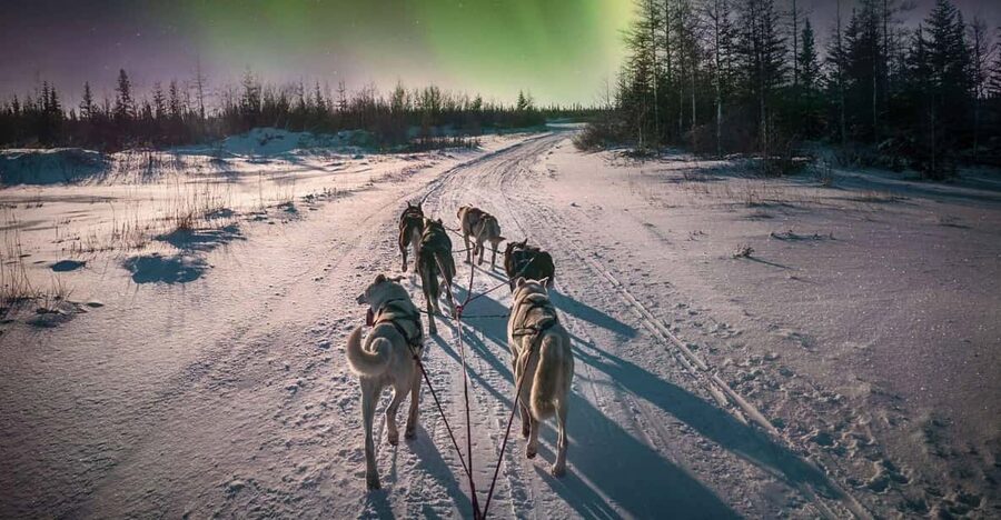 Alta: Dog Sledding Trip under the Northern Lights - Learning to handle a team of huskies