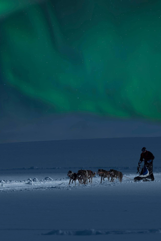 Alta: Dog Sledding Trip under the Northern Lights - Is $391 good value?