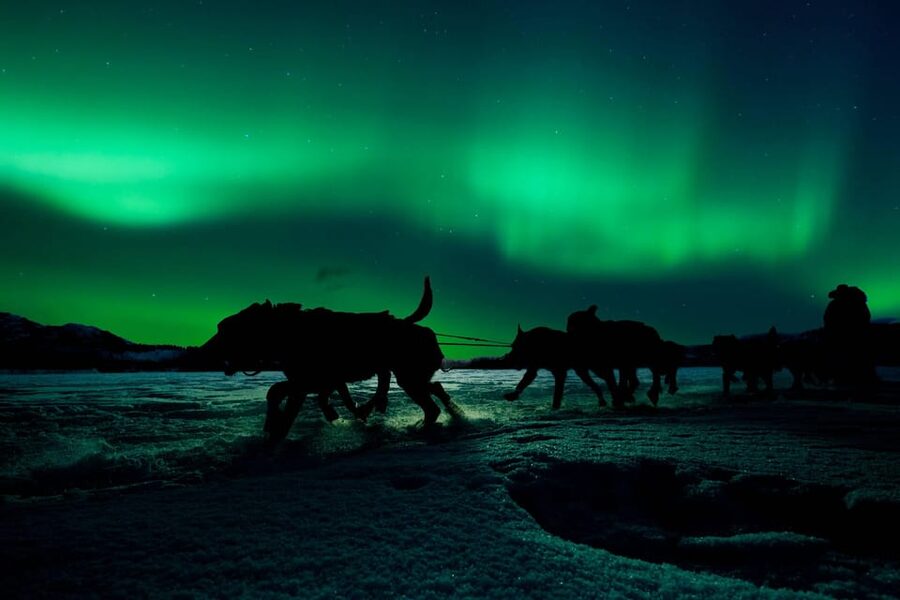 Alta: Dog Sledding Trip under the Northern Lights - Timing, group size, and practical planning