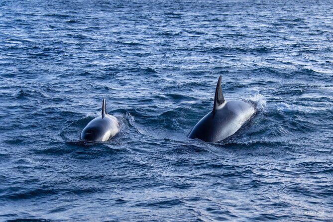 Alta Fjord Whale Watching on a Heated Boat - What the 3 to 4 hour schedule really means