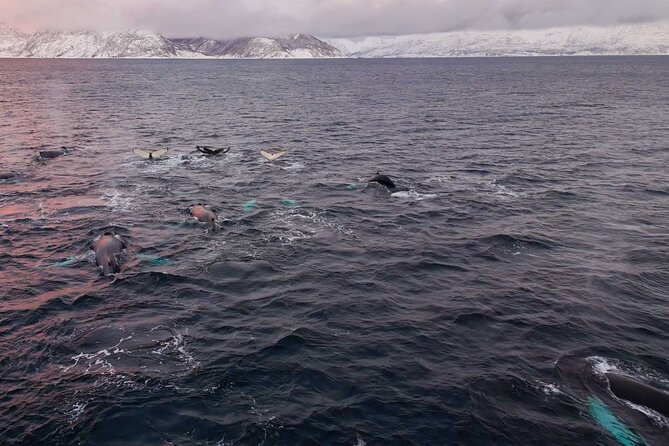 Alta Fjord Whale Watching on a Heated Boat - A guide-led search, not a wildlife guarantee