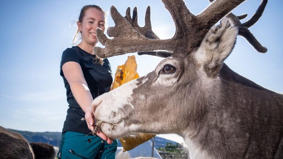 Alta: Reindeer - A carrier of Sámi Culture - Meeting reindeer at Sami Siida