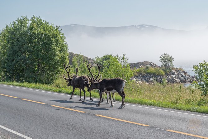 Arctic Fjord Roadtrip with Scenic Picnic from Tromso - Guides, drivers, and the value of personal attention