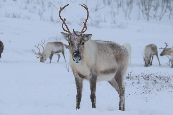 Arctic Fjords and Reindeer Experience – Small group tour - Meeting the reindeer at Kattfjord skole
