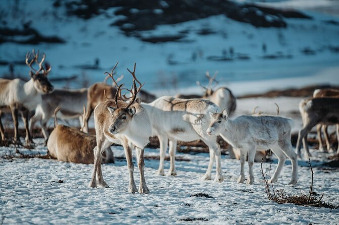 Arctic Fjords and Reindeer Experience – Small group tour - Inside the lavvo: joik, stories, and hot drinks