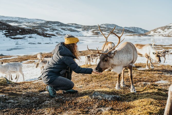 Arctic Fjords and Reindeer Experience – Small group tour - Sommaroy: beaches, island life, and lunch