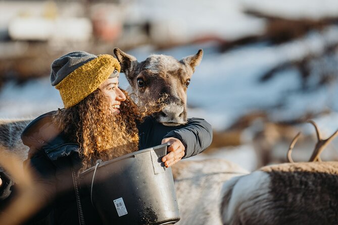 Arctic Fjords and Reindeer Experience – Small group tour - Kvaloya: fjords, mountains, and a changing Arctic view