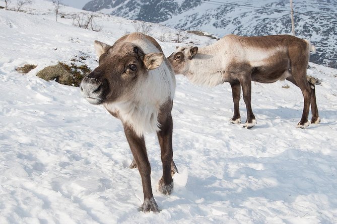 Arctic Fjords Road Trip - Meeting the minibus at Prostneset