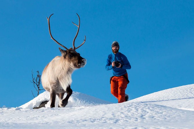 Arctic Nature Photography Sightseeing Tour from Tromso - Key points at a glance