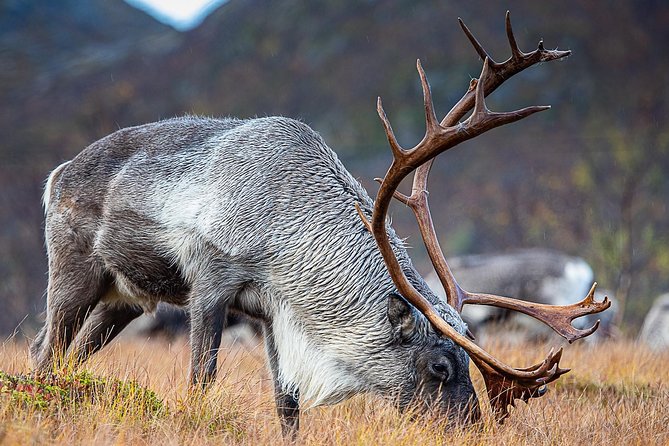 Arctic Nature Tour from Tromsø by minibus - The guides are a major part of the value