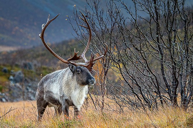 Arctic Nature Tour from Tromsø by minibus - What the minibus route feels like