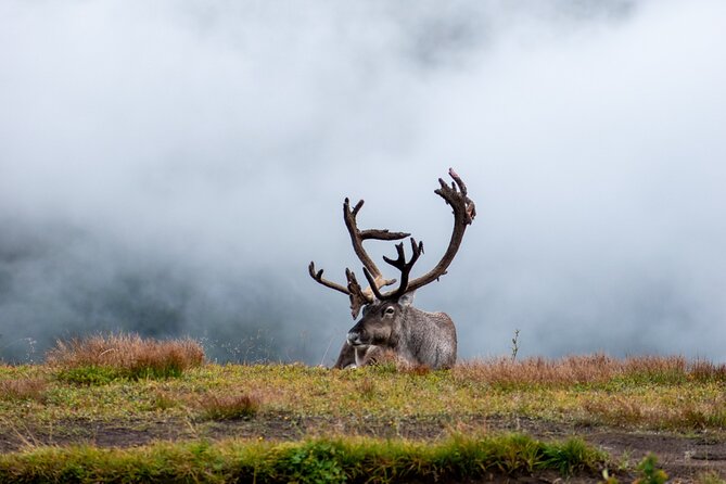 Arctic Wildlife and Fjord Sightseeing - The Sommarøy bridge and Norway’s Caribbean