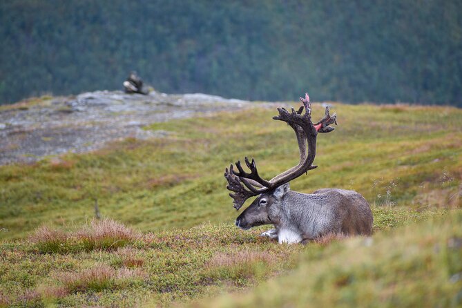 Arctic Wildlife and Fjord Sightseeing - A warm stop at Bryggejentene