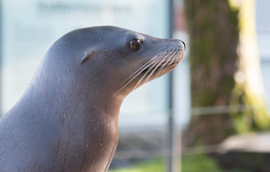 Bergen: Bergen Aquarium Entry Ticket - Penguins and sea lions provide the lively moments