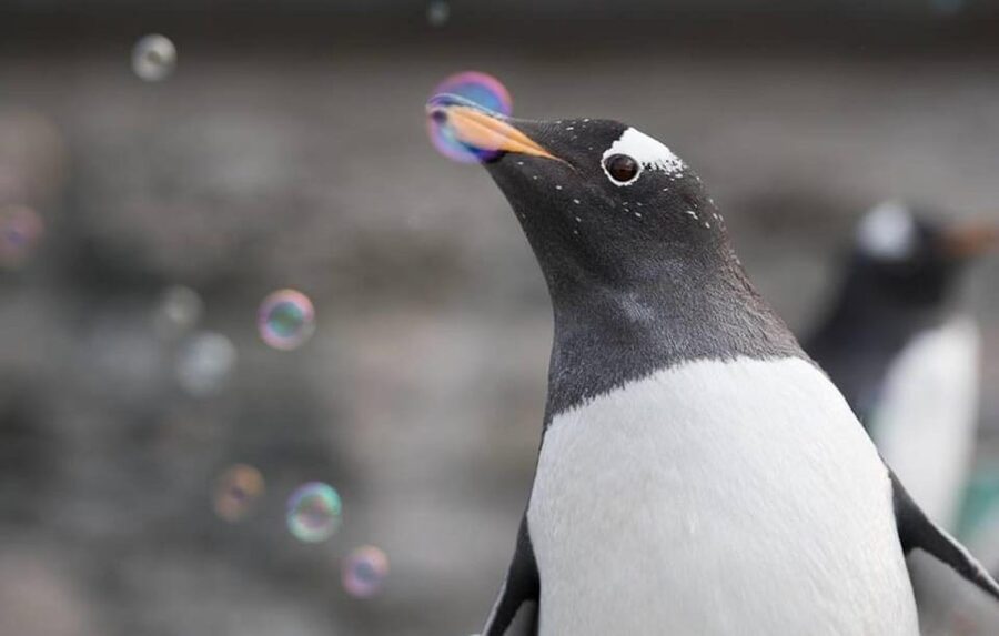 Bergen: Bergen Aquarium Entry Ticket - Starting with Bergen’s coastal connection