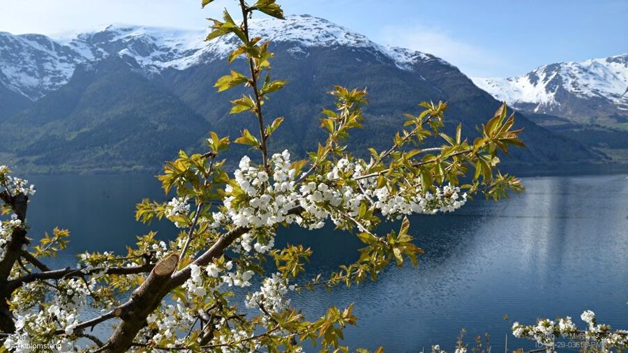 Bergen: Hardangerfjord, Voss Gondola & 3 Great Waterfalls - What the minibus and guide add