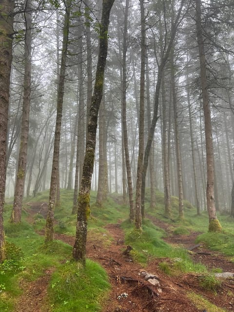 Bergen Magical Nature Tour | ViFlowExperience - What the $251 price means for value