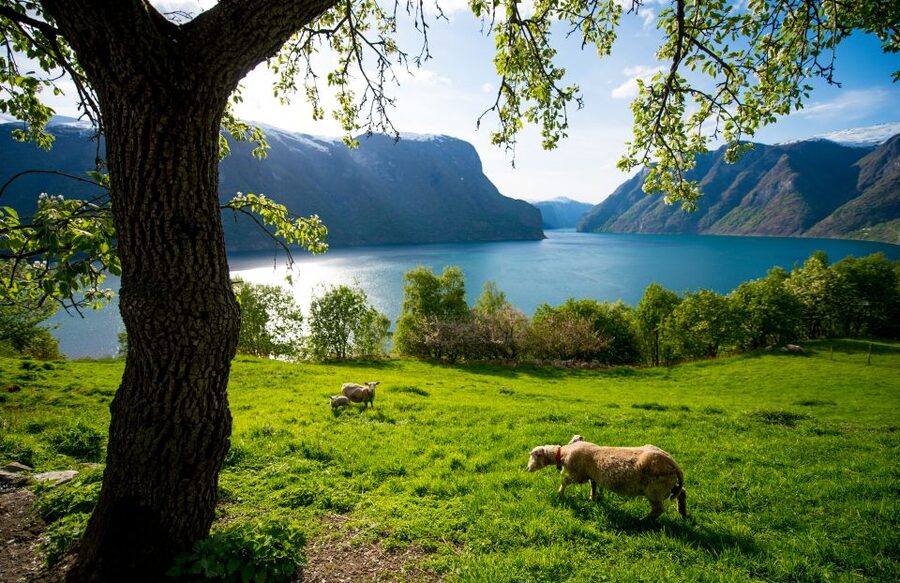 Bergen: Viking Village, Nærøyfjord Cruise & Flåm Railway - The Bergen Railway and the long ride home