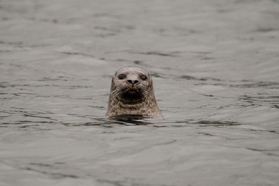 Bleik: Whale Watching by Speedboat with Puffins and Muffins - Why Bleik Canyon is a strong whale-watching base