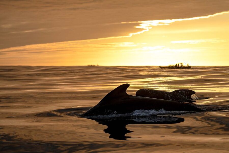 Bleik: Whale Watching by Speedboat with Puffins and Muffins - Should you book the Bleik whale safari?