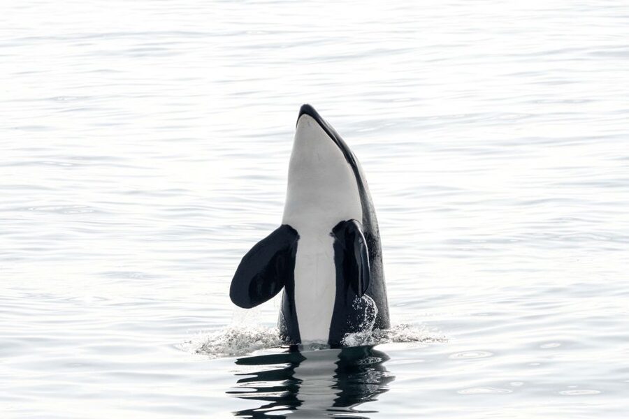 Bleik: Whale Watching by Speedboat with Puffins and Muffins - What the 3.5-hour RIB trip feels like