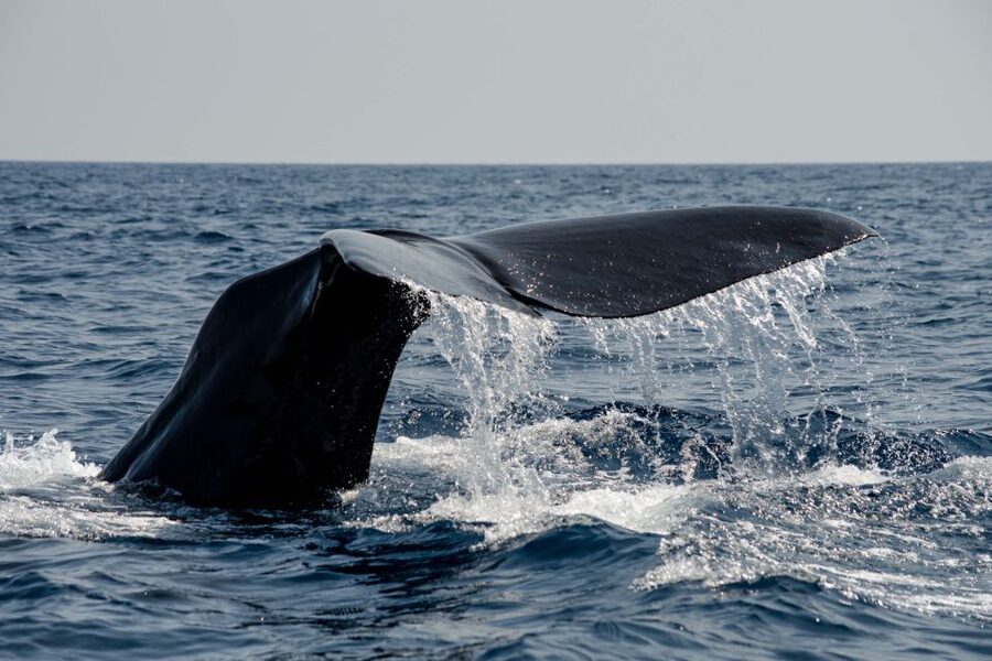 Bleik: Whale Watching by Speedboat with Puffins and Muffins - The midnight sun changes the mood