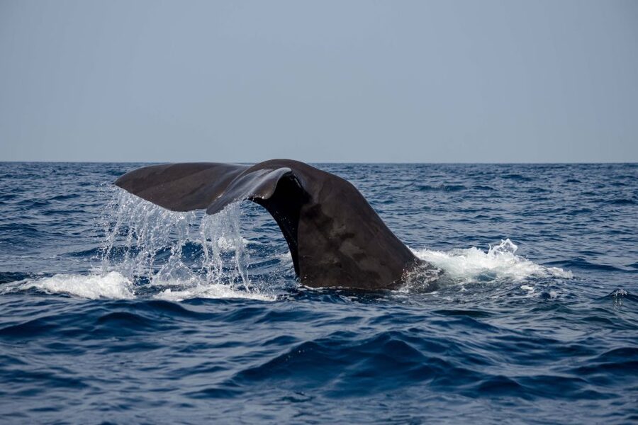 Bleik: Whale Watching by Speedboat with Puffins and Muffins - How close can you get to the animals?