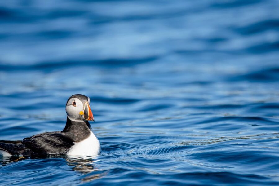 Bleik: Whale Watching by Speedboat with Puffins and Muffins - What the $199 price buys you